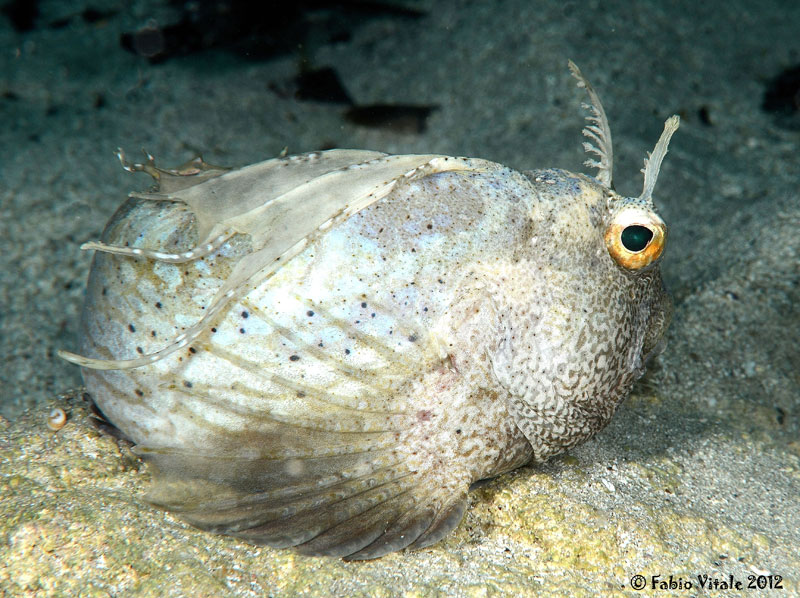 Blennius ocellaris